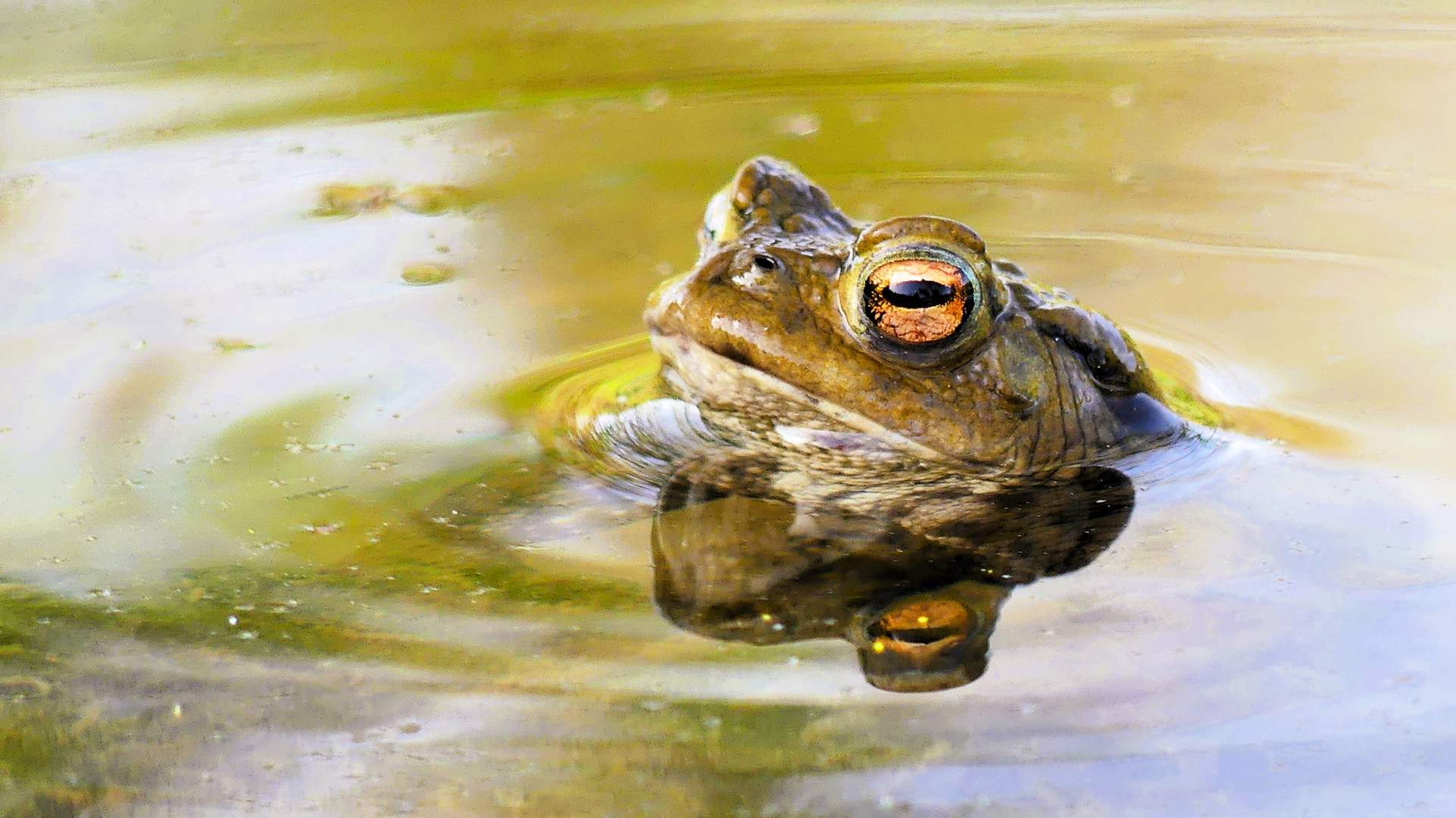 Diese Kröte war die einzige, die sich am See blicken ließ...