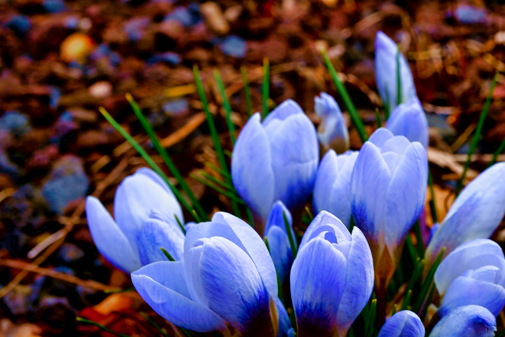 Diese Krokusse im Heinrich-Heine-Park in Heilbad Heiligenstadt