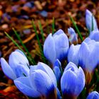 Diese Krokusse im Heinrich-Heine-Park in Heilbad Heiligenstadt