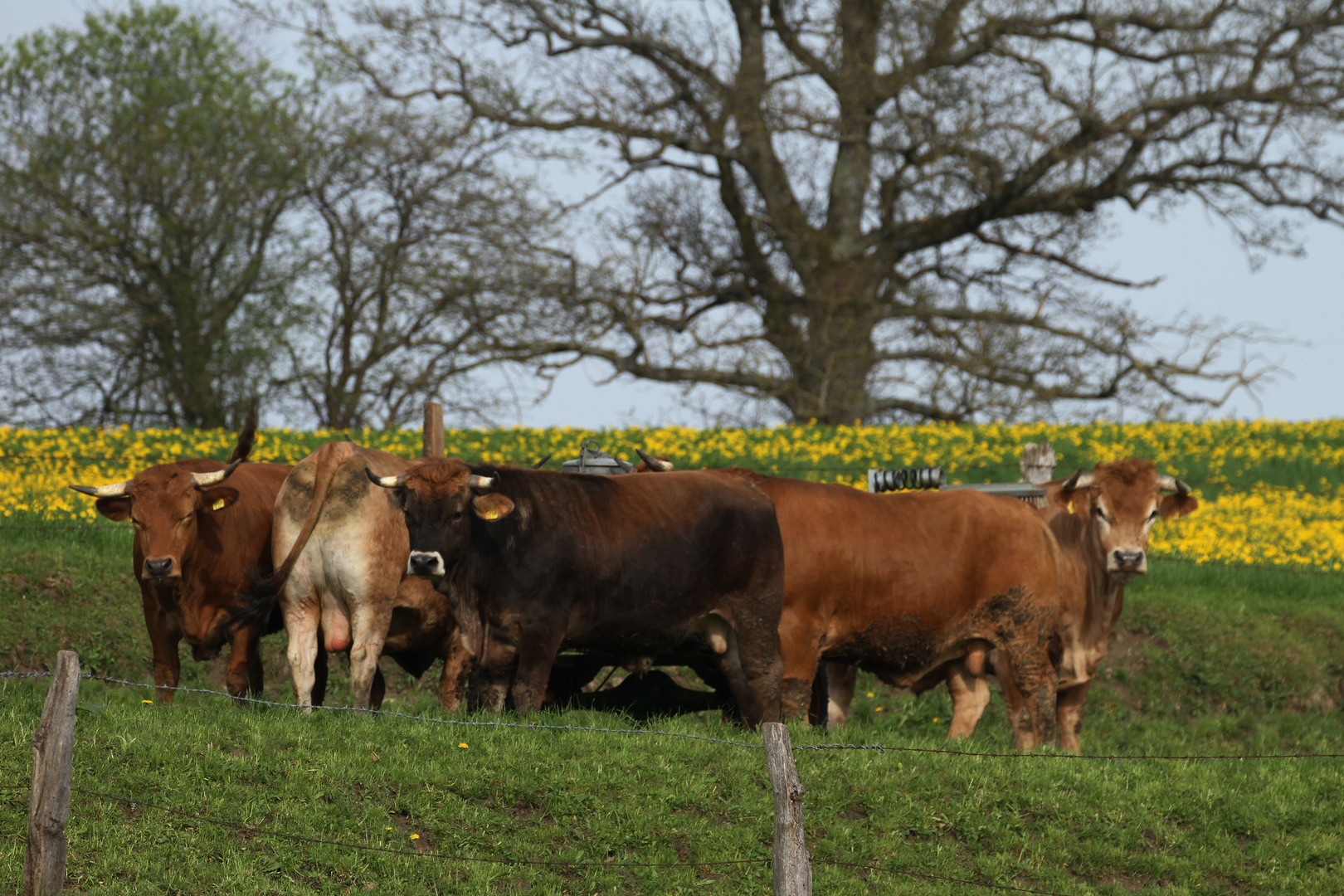Diese Kühe haben ein schönes Euter ??? Foto & Bild tiere, haustiere, nutztiere Bilder auf