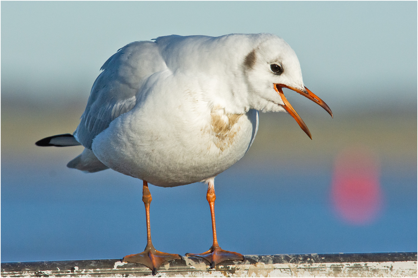 Diese Lachmöwe  (Chroicocephalus ridibundus) war richtig am . . .