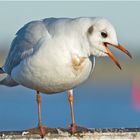 Diese Lachmöwe  (Chroicocephalus ridibundus) war richtig am . . .