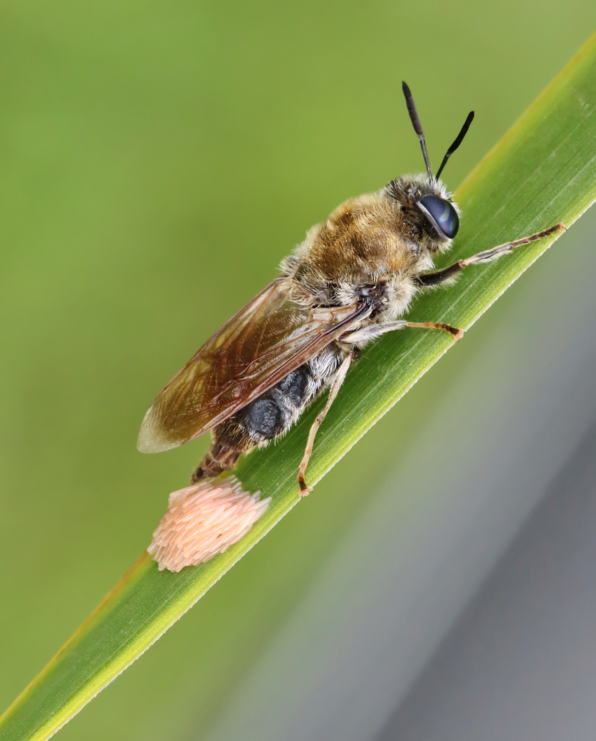 Diese Langhorn-Waffenfliege...