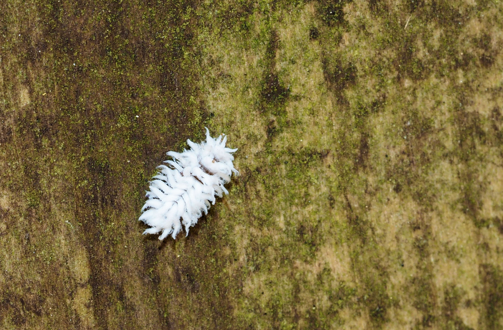 Diese Larve wird auch ein Marienkäfer....