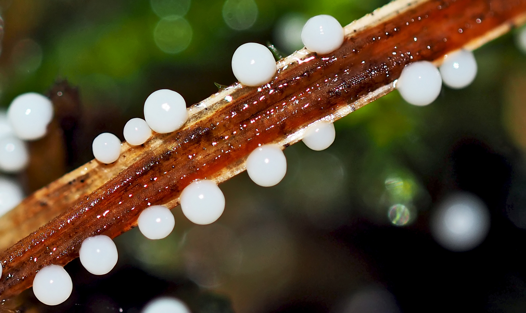 Diese leuchtenden Kugeln erhellen den Wald! - Ces champignons ont un diamètre de moins d'un mm!