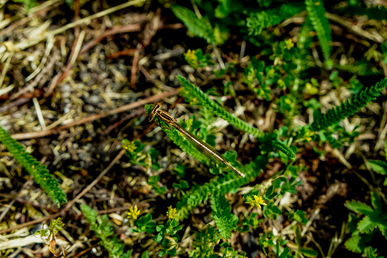 Diese Libelle glänzt in der Sonne so wie Gold.