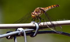 Diese Libelle hat eine lustige Geschichte... ;-)