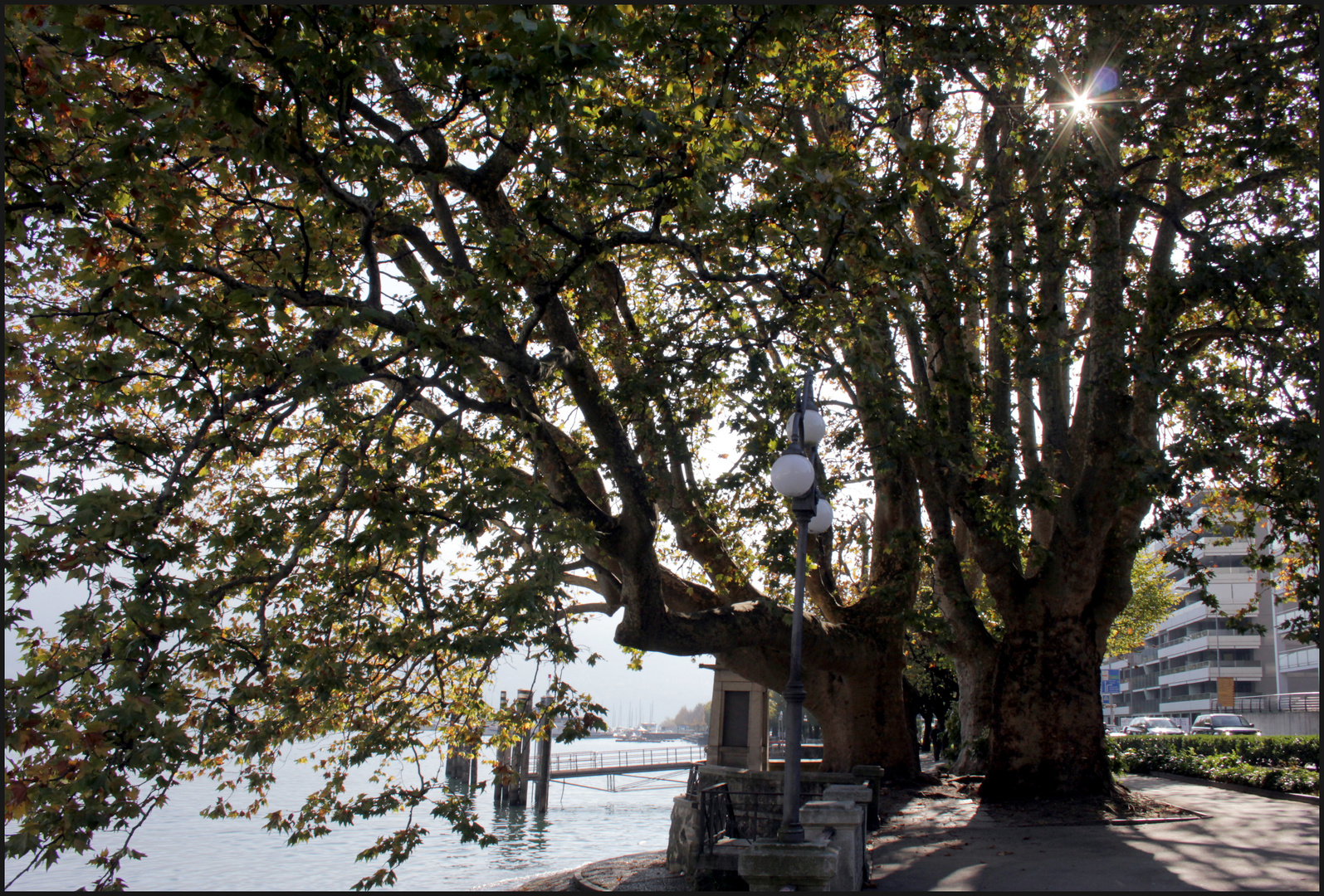 diese mächtigen Platanen... Foto & Bild world, tessin Bilder auf