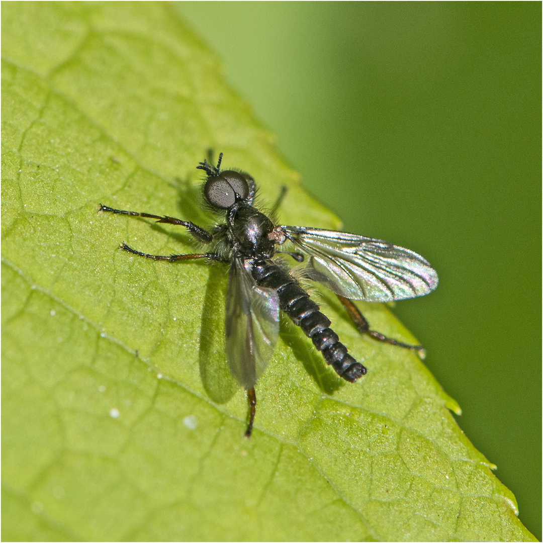  Diese Märzfliege  (Bibio marci) war ein Beifang . . .