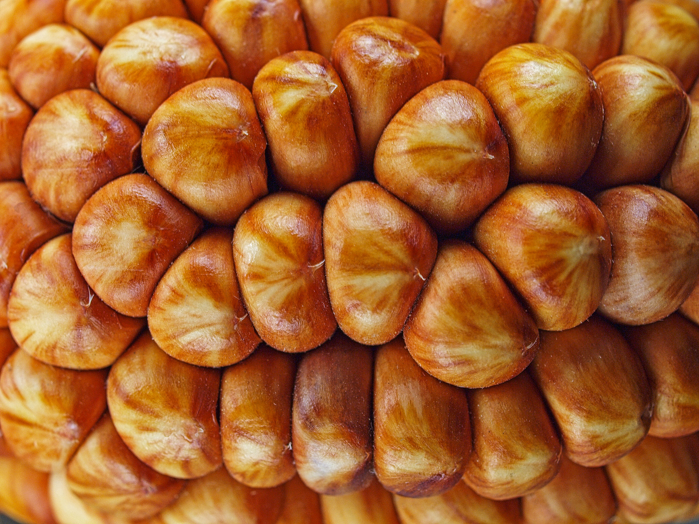 Diese Maiskörner sehen fast wie Nüsse aus
