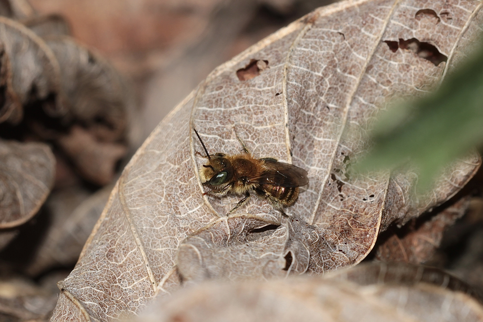 Diese Mauerbiene (Osmia caerulescens) saß da, wo ich ...