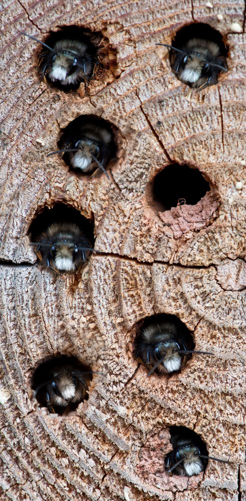 Diese Mauerbienenmännchen ---