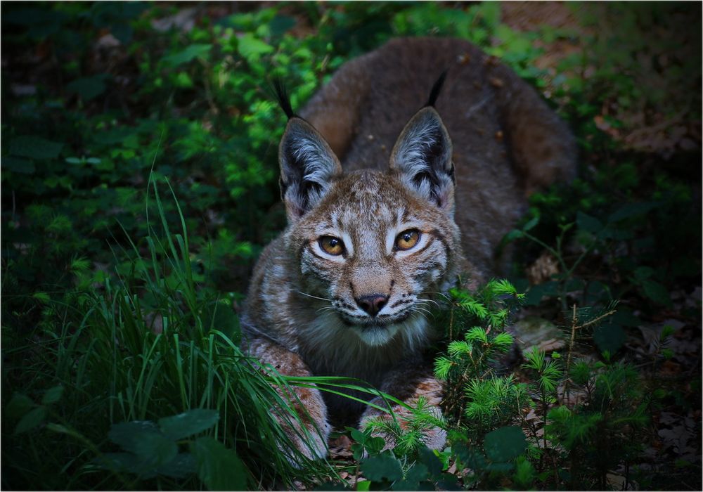 Diese Mietzekatze mag kein Gras