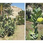 Diese mir unbekannte Pflanze sah ich in Ägypten auf dem Weg zu den Felsengäbern bei Elkab …
