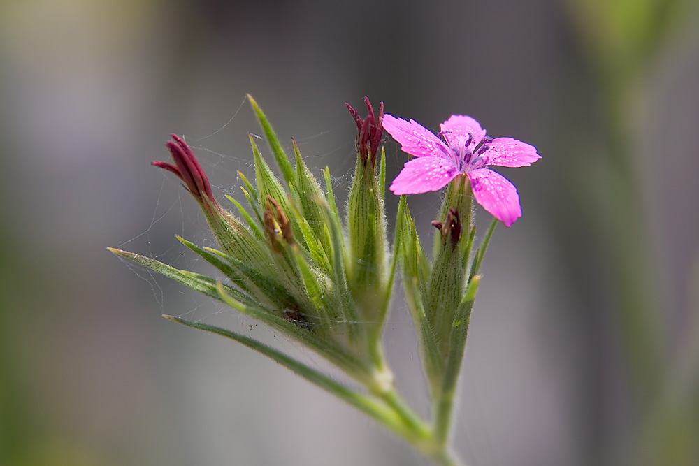 Diese mir unbekannte Wildblume ...