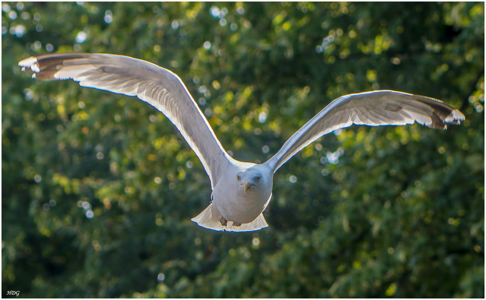 Diese Möwe hatte (3) ...