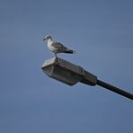 Diese Möwe hatte den vollen Überblick aus ca. 10m Höhe über einen Wohnmobilplatz!