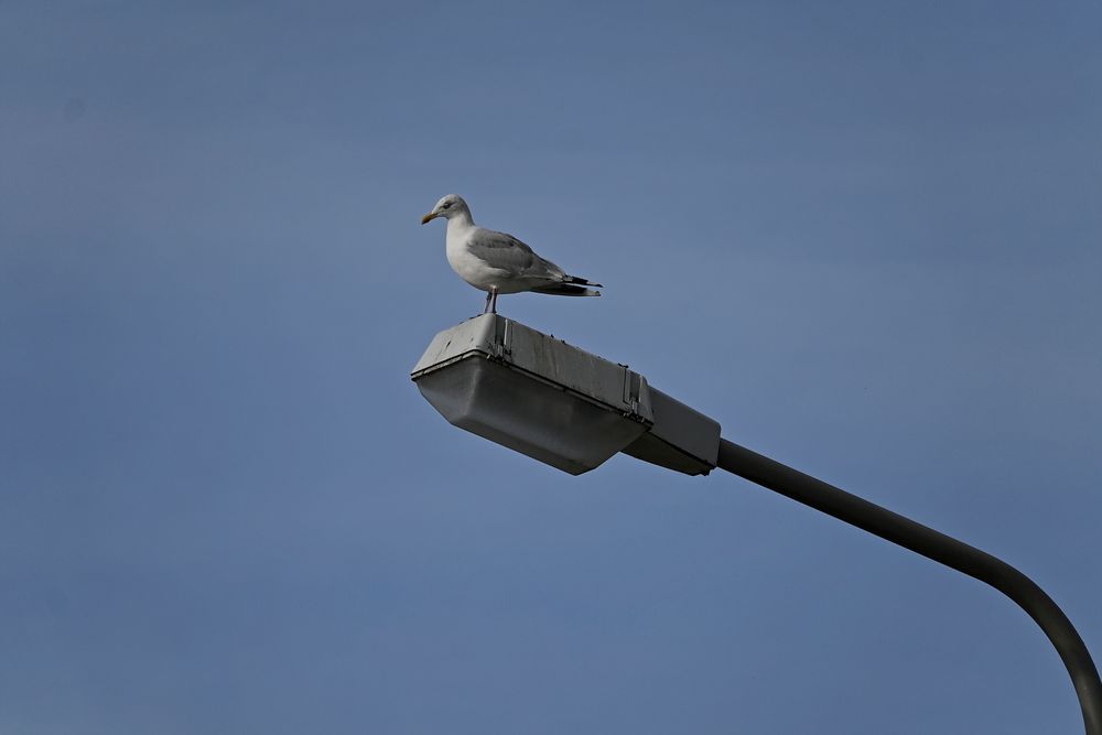 Diese Möwe hatte den vollen Überblick aus ca. 10m Höhe über einen Wohnmobilplatz!