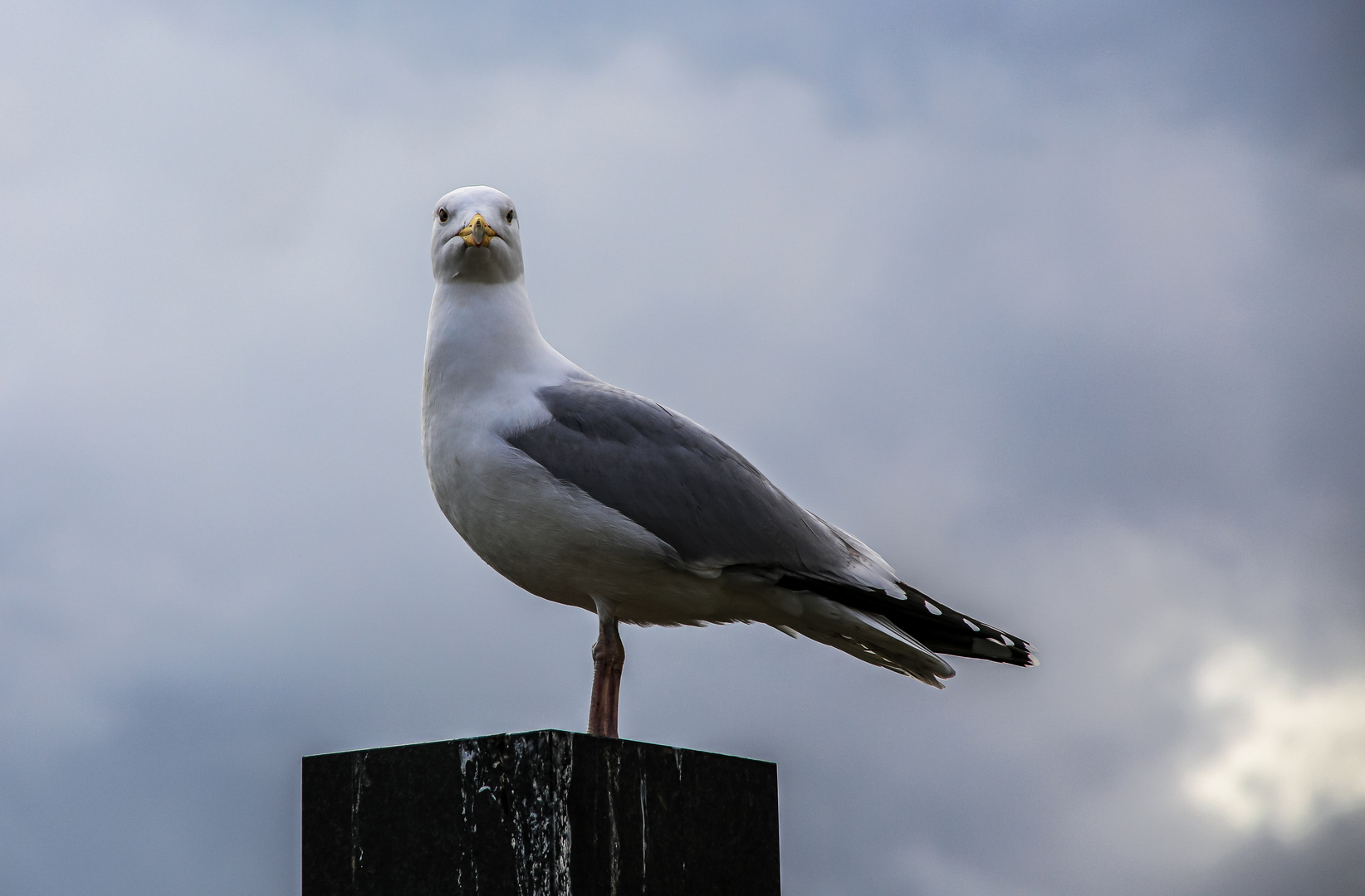 Diese Möwe hier....