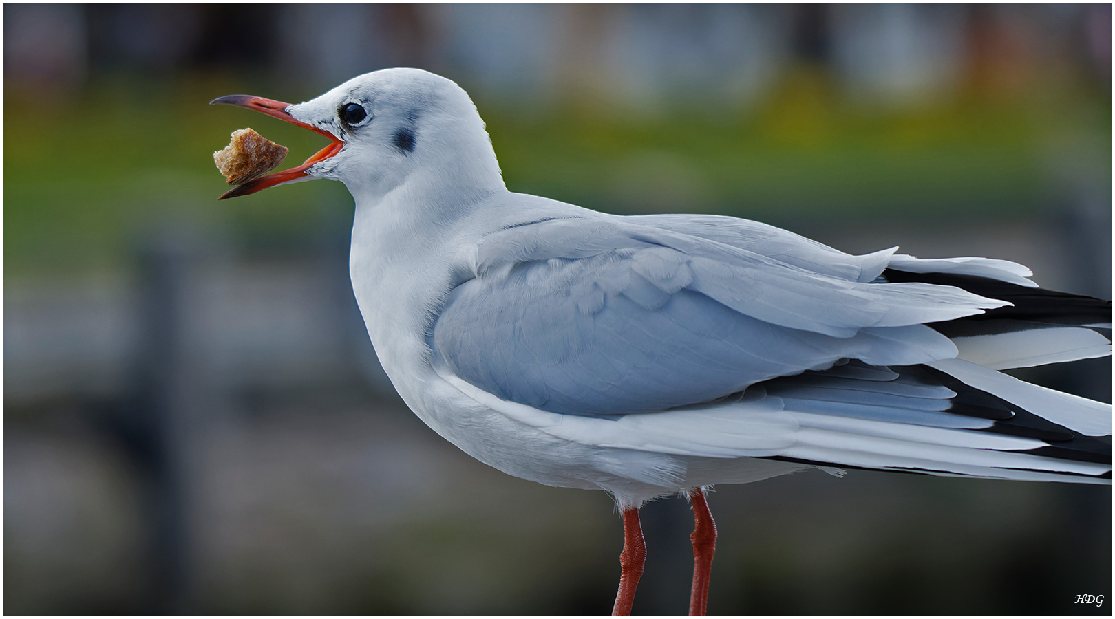 Diese Möwe warf ...