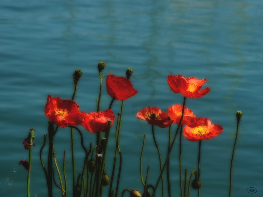 Diese Nacht träumte ich vom Mohn...