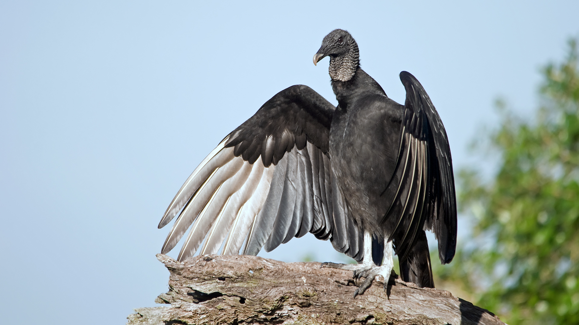 Diese Neuweltgeier... Foto & Bild vögel, wildlife, greifvögel Bilder