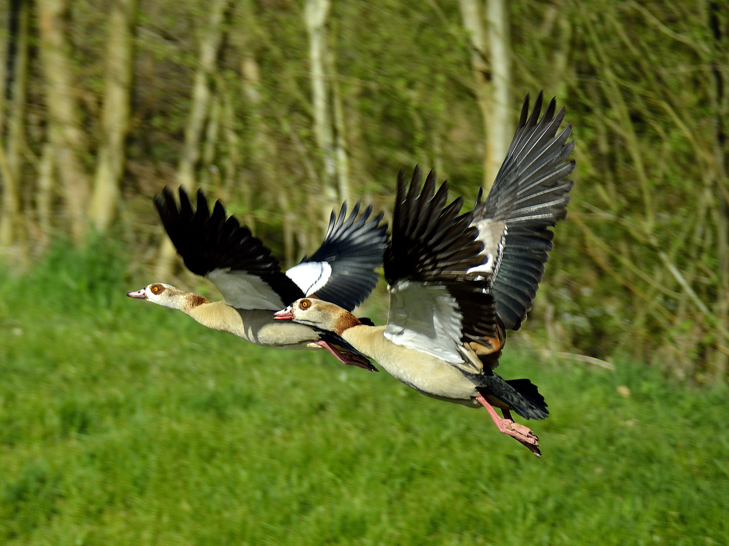 Diese Nilgänse