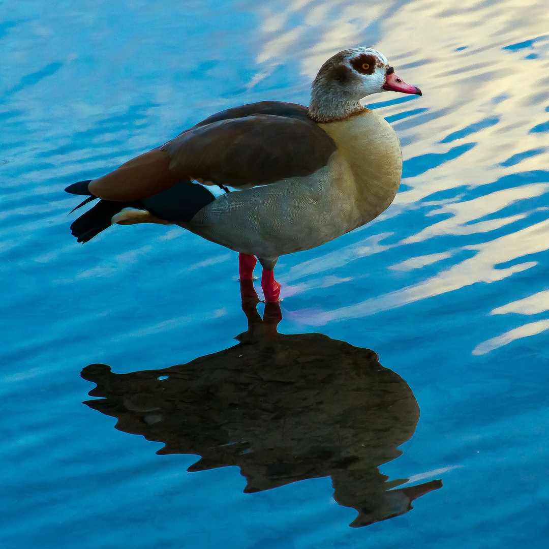 Diese Nilgans