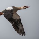 Diese Nilgans....