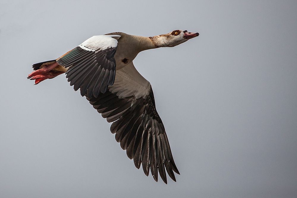 Diese Nilgans....