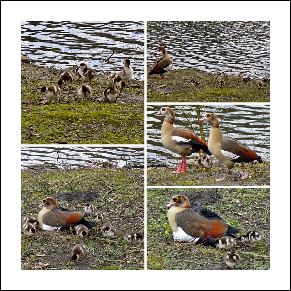 Diese Nilgansfamilie . . .