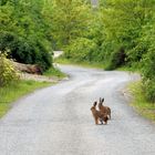 Diese "Osterhasen"...