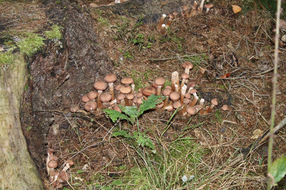 diese Pilze hatte ein Sammler übersehen