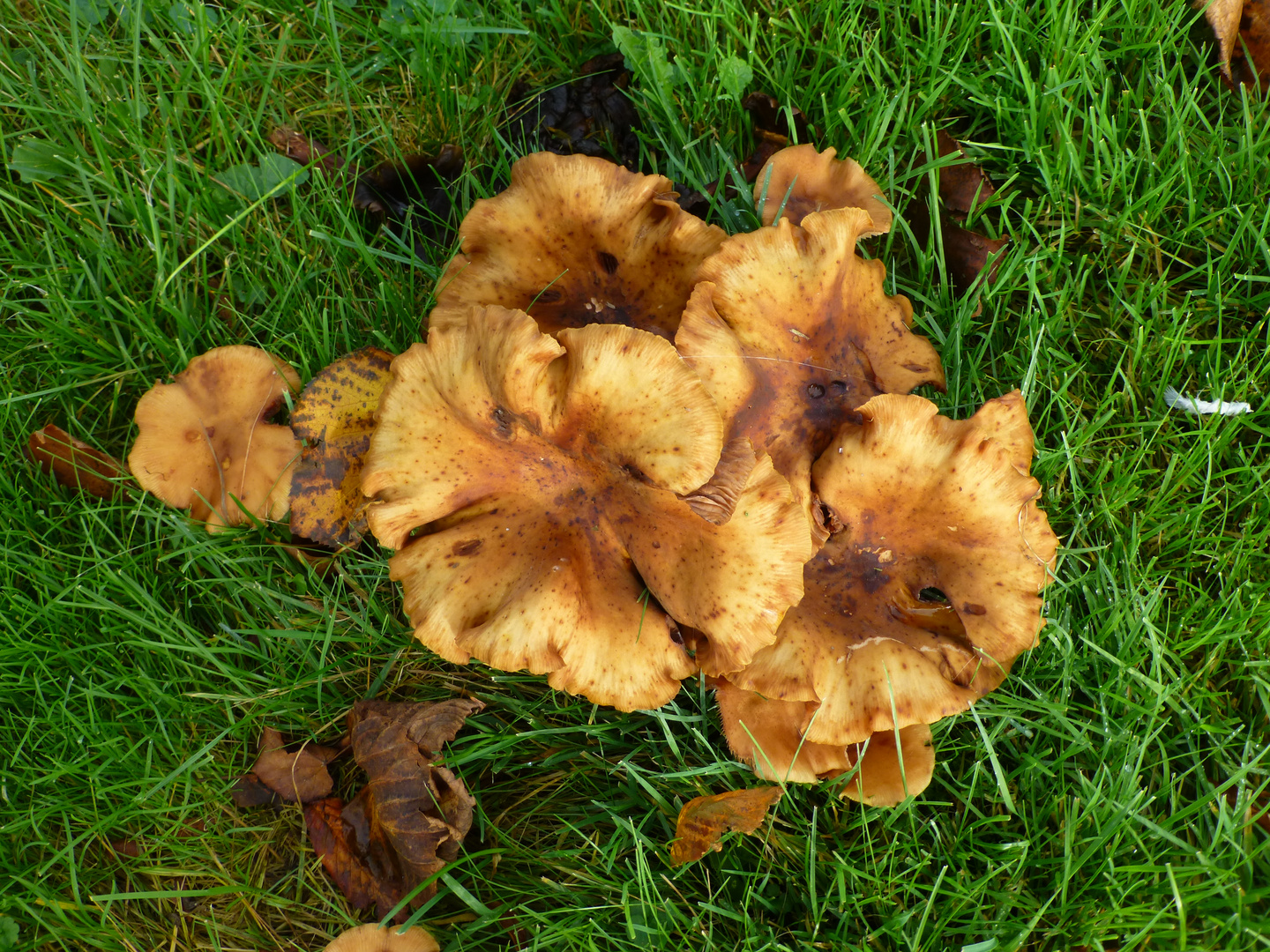 Diese  Pilze stehen bei uns an der Kirche