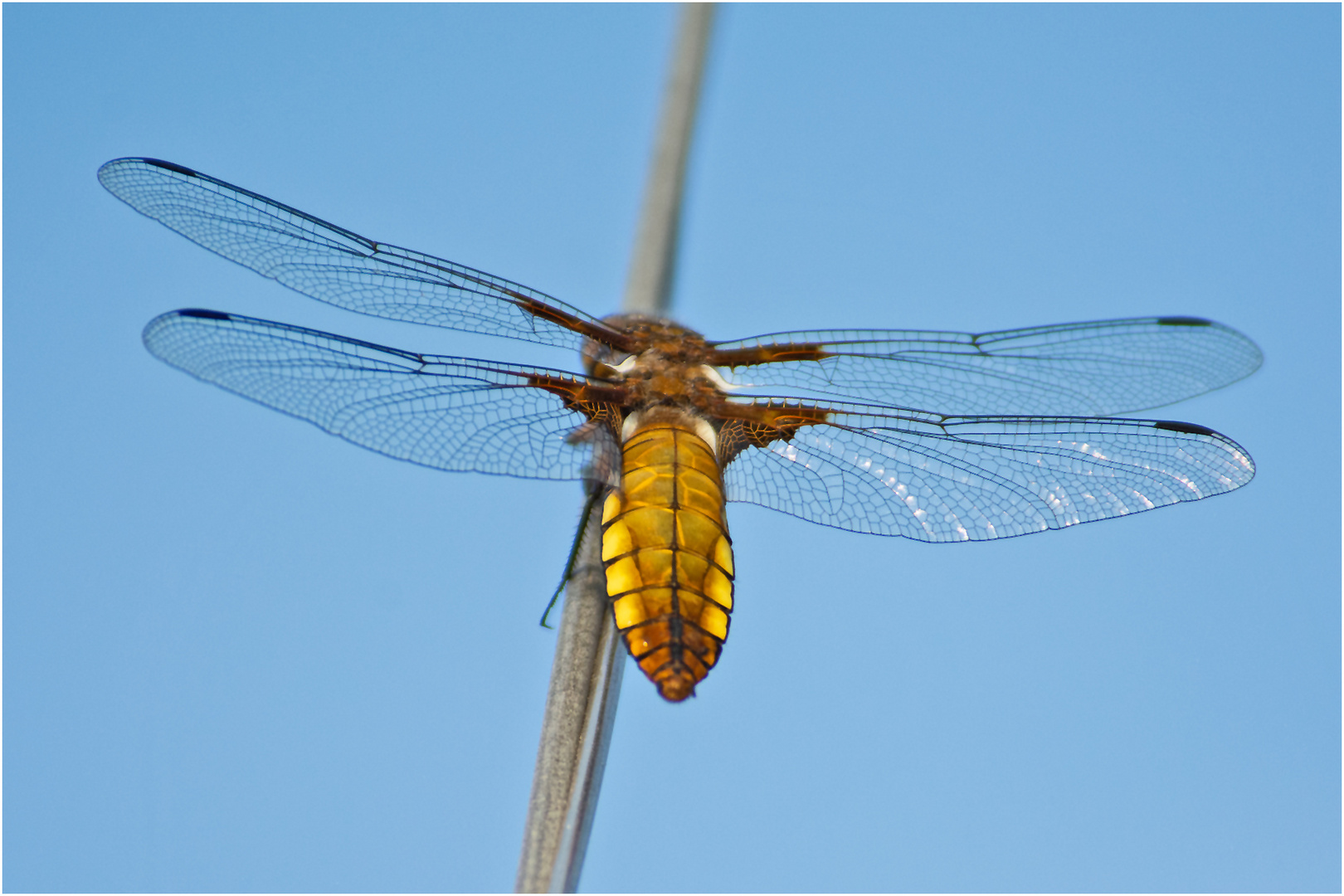 Diese Plattbauchlibelle (Libellula depressa) . . .