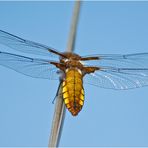 Diese Plattbauchlibelle (Libellula depressa) . . .