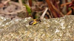 Diese pollenbeladene Sandbienenart (Andrena haemorrhoa) ist eins von zwei bis drei Exemplaren, . . .