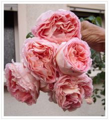Diese Pracht muß ich einfach zeigen,Englische Rose; heute Morgen war sie abgefallen.