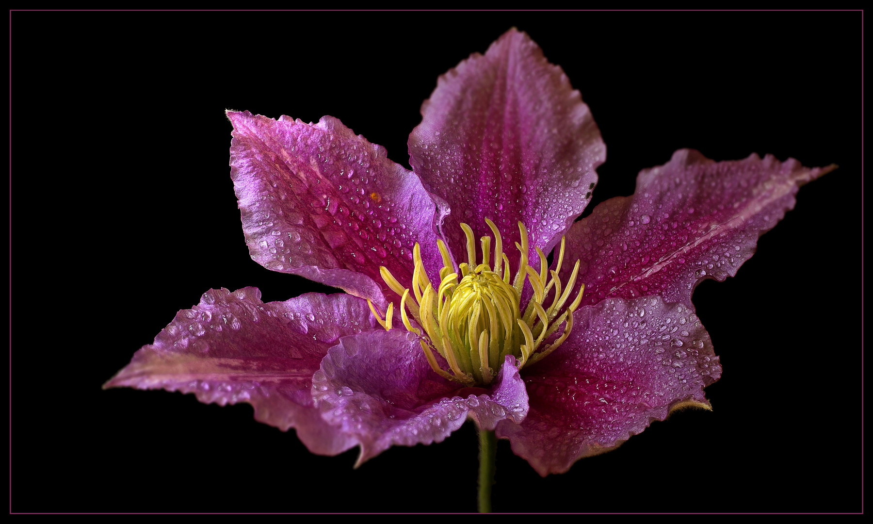 Diese prachtvolle Clematis ist ein willkommener Nachzügler 