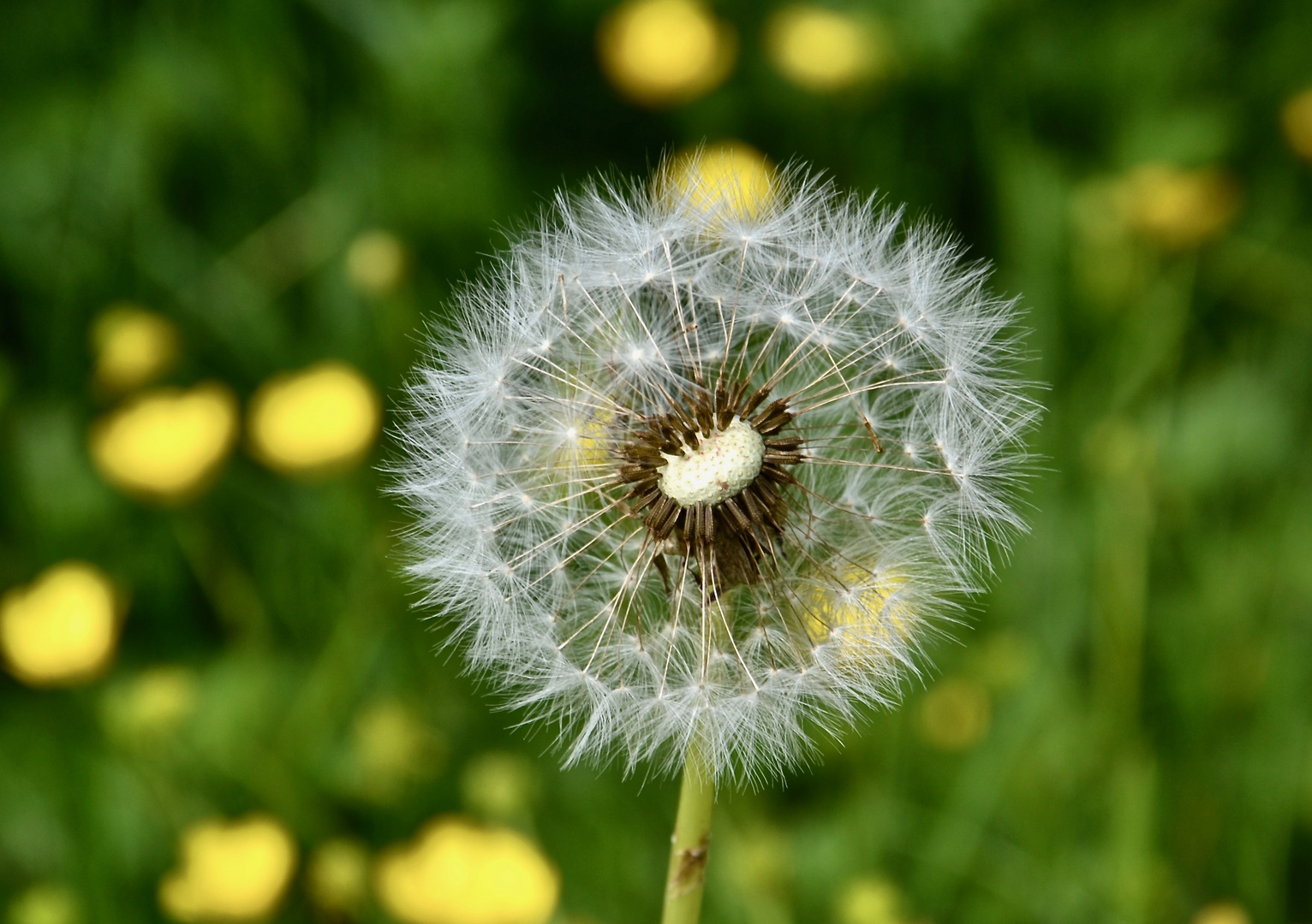 Diese Pusteblume…