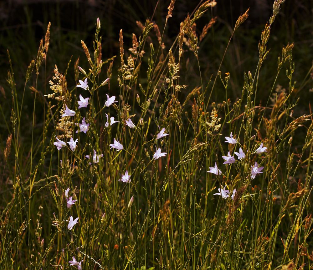 Diese Rapunzel Glockenblumen... Foto & Bild pflanzen, pilze