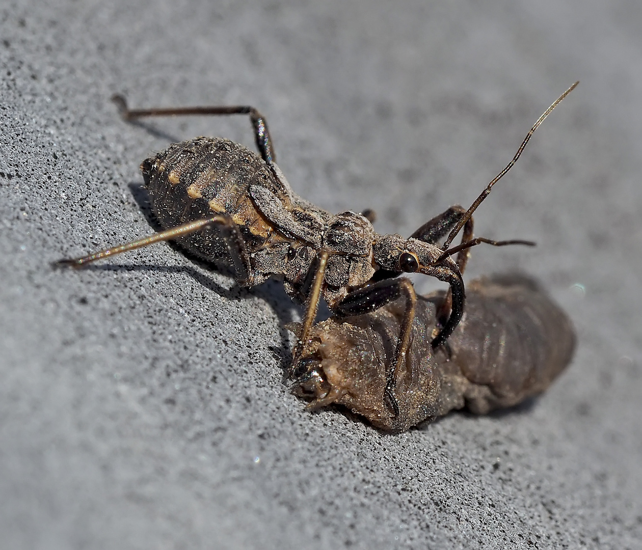 Diese Raubwanzenlarve (Coranus griseus) beginnt den Frühling mit einem Festmahl!