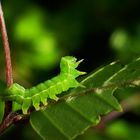 Diese Raupe der Sphinxeule...