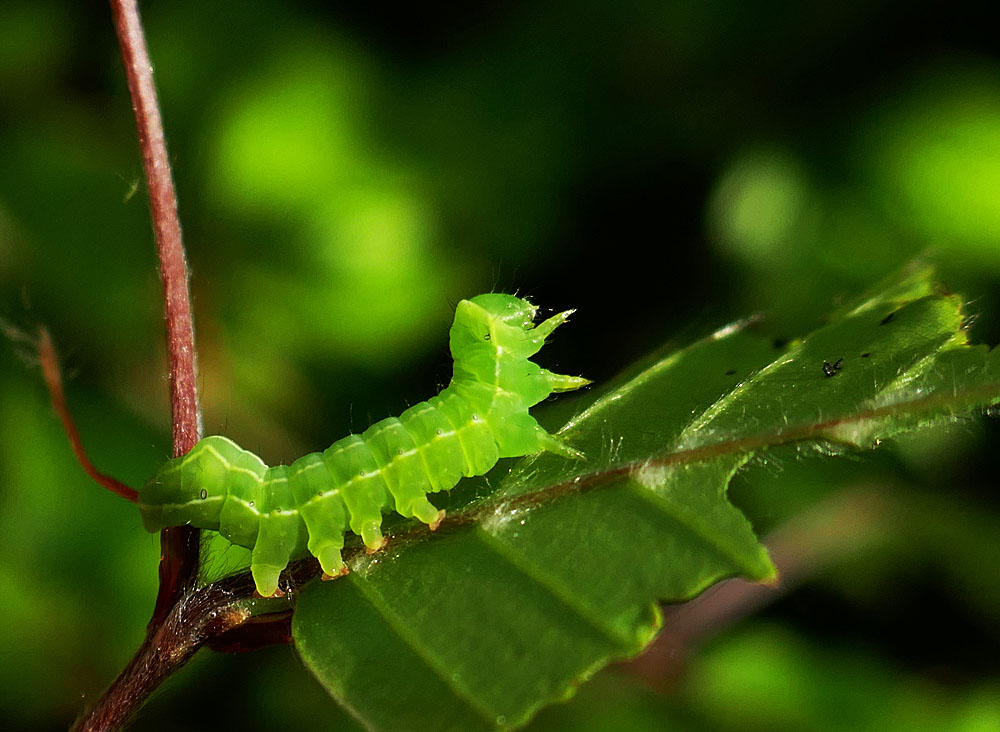 Diese Raupe der Sphinxeule...