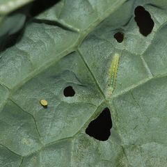 Diese Raupe neben dem Ei des Kleinen Kohlweißlings (Pieris rapae) ...