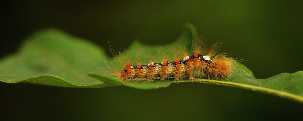 diese raupenschonheit foto bild tiere wildlife schmetterlinge bilder auf fotocommunity