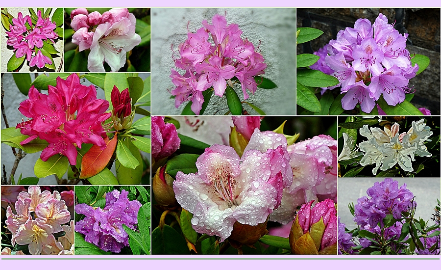 diese Rhododendren ...