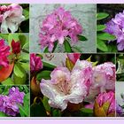 diese Rhododendren ...