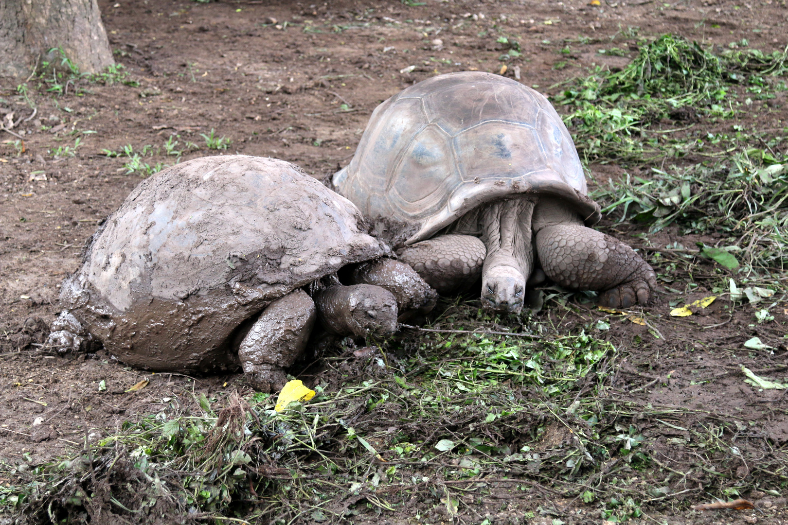 Diese Riesenschildkröten...