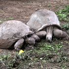 Diese Riesenschildkröten...